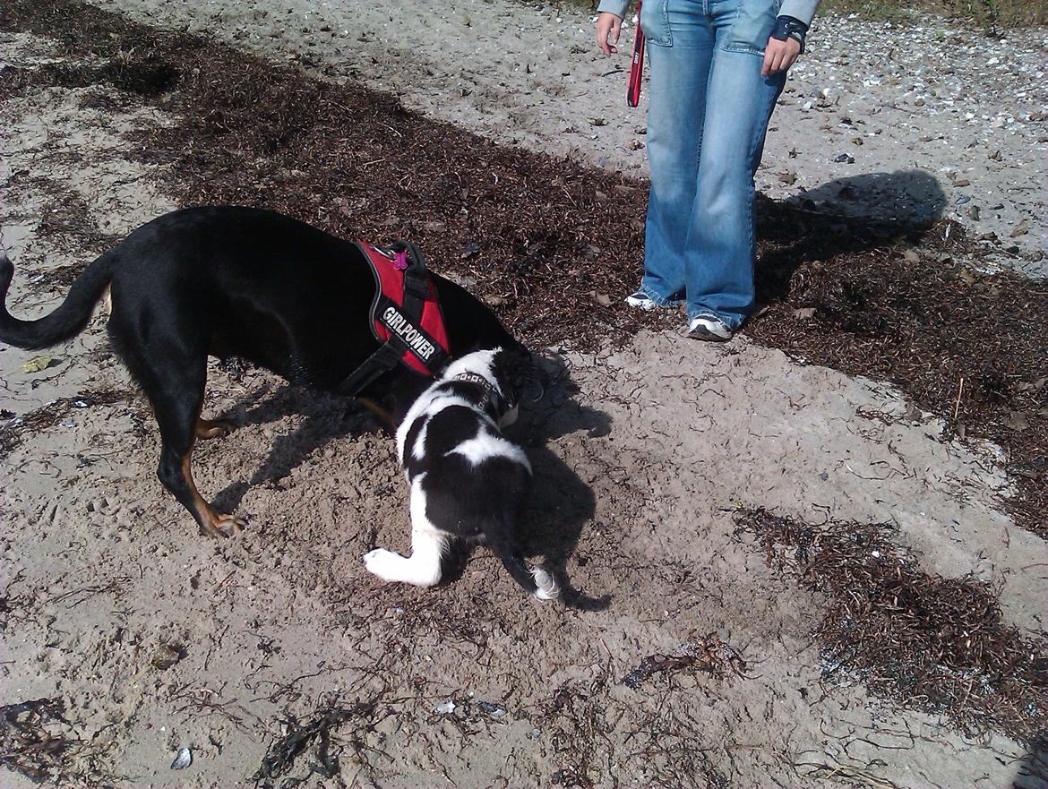 Blanding af racer Aksel billede 9