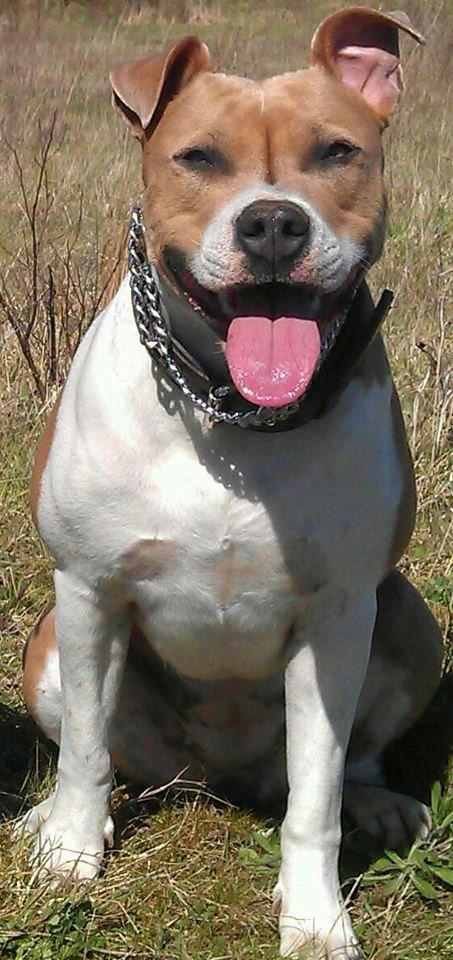 Blanding af racer aya(amstaff/ambull) - nyt, d 17/9 2012 billede 1