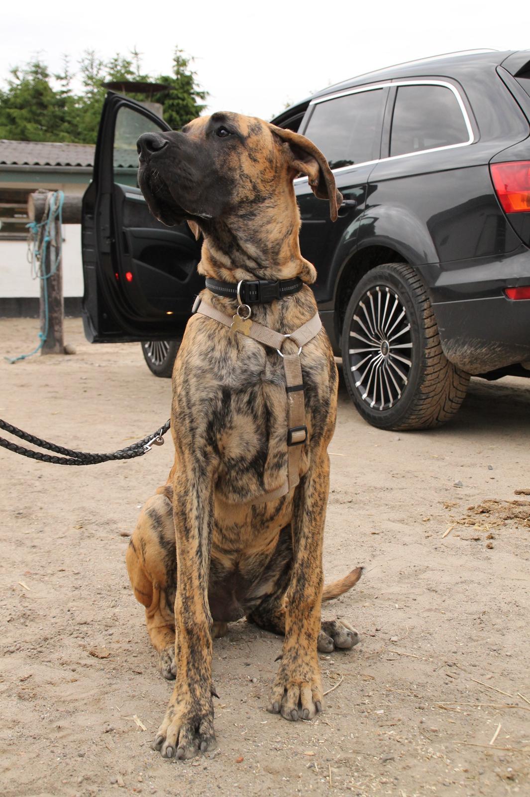 Grand danois Kaos - Kaos 6 mdr. gl. billede 14