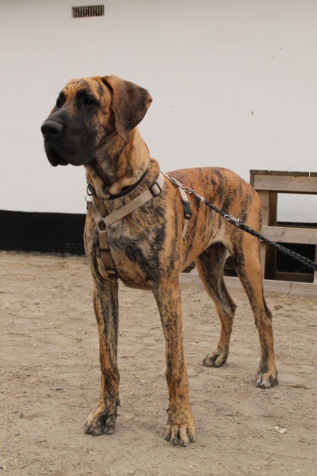 Grand danois Kaos - Kaos 6 mdr. gl. billede 1