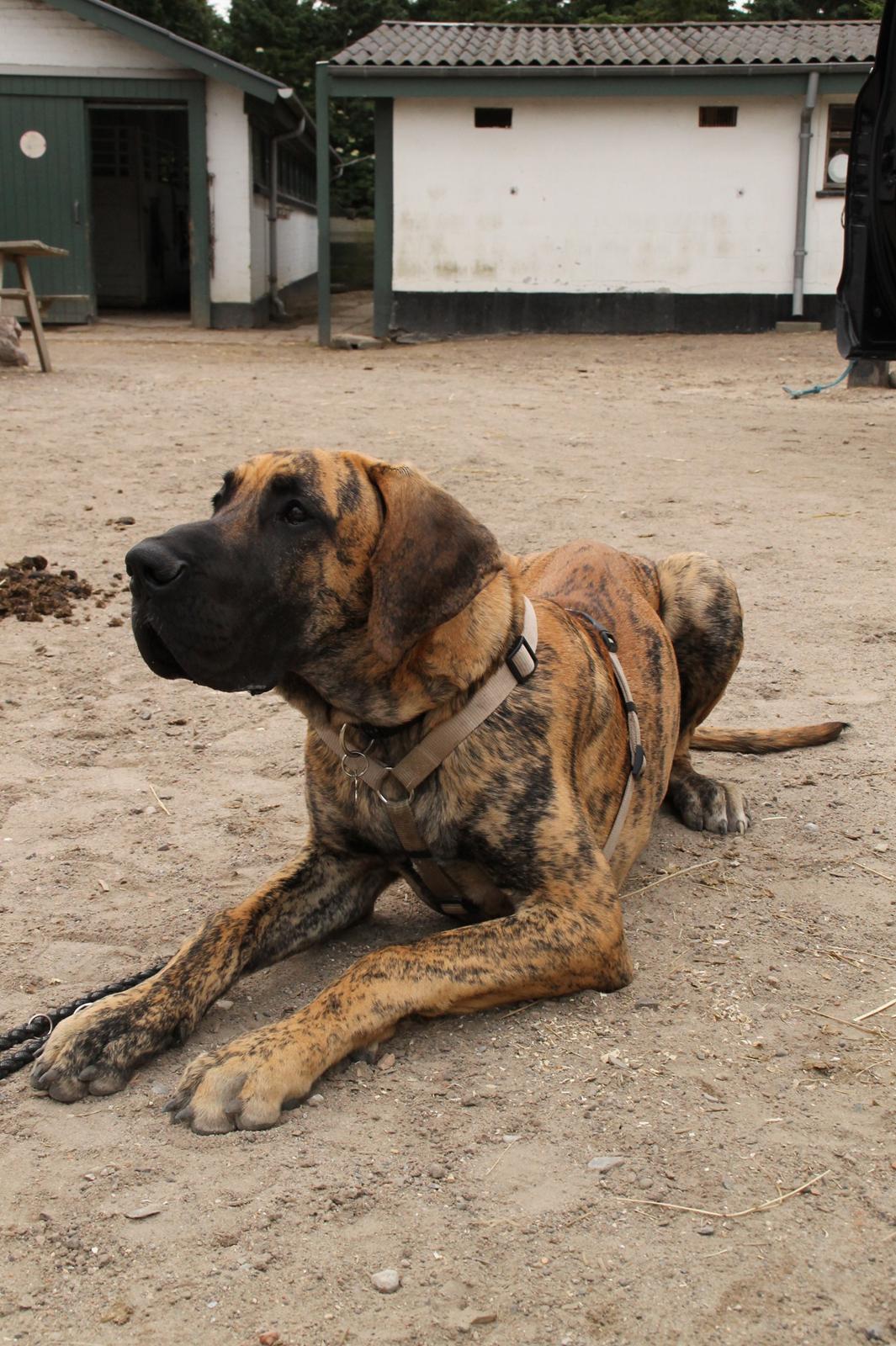 Grand danois Kaos - Kaos 6 mdr. gl. billede 15