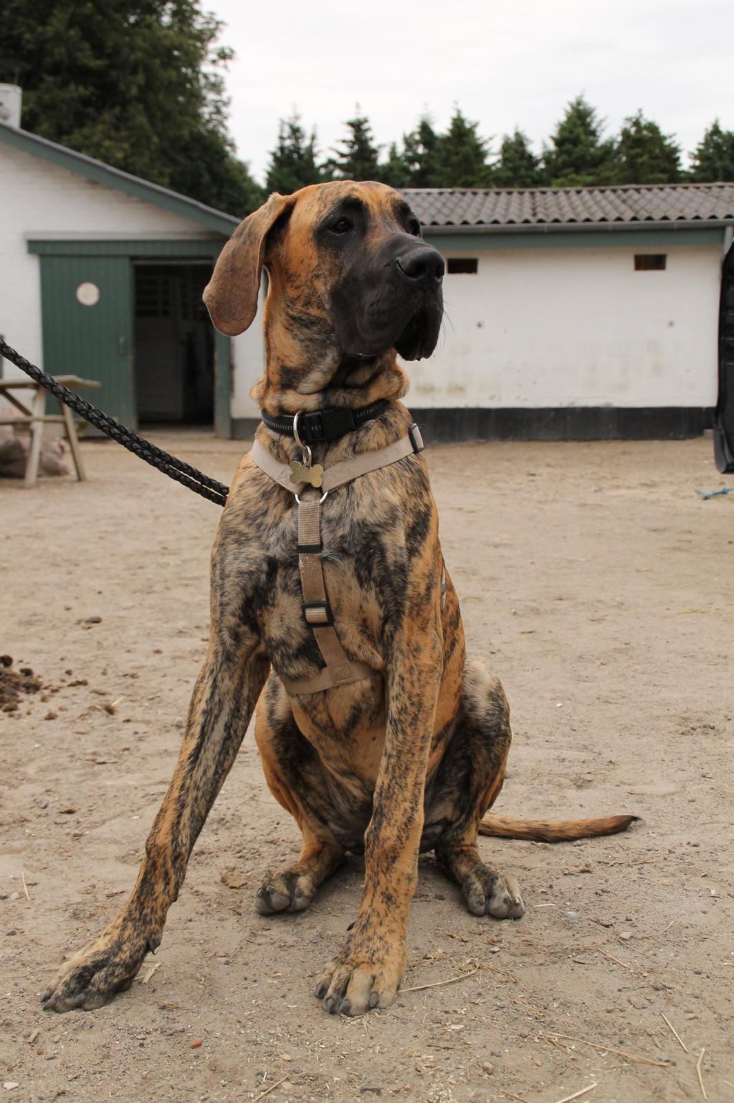 Grand danois Kaos - Kaos 6 mdr. gl. billede 16