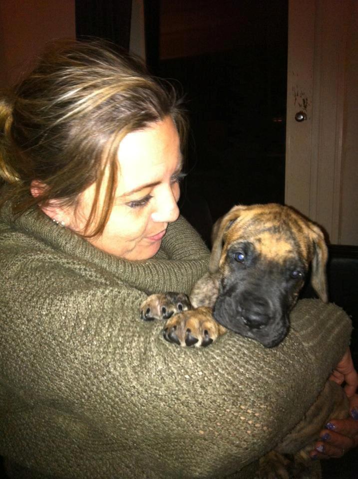 Grand danois Kaos - Kaos 6 uger gl.  billede 3