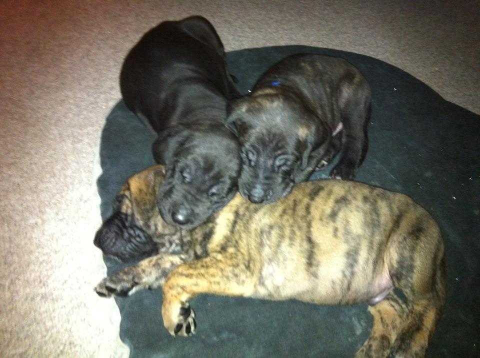 Grand danois Kaos - Kaos 4 uger gl. billede 2