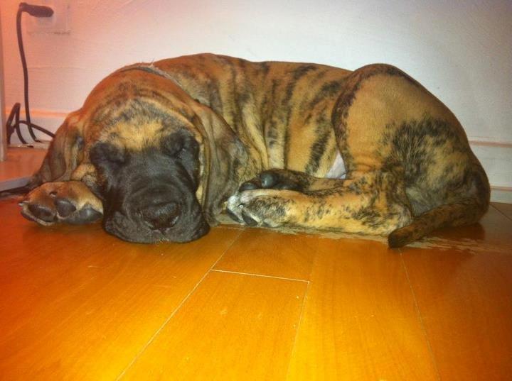 Grand danois Kaos - Kaos 8 uger gl. billede 4