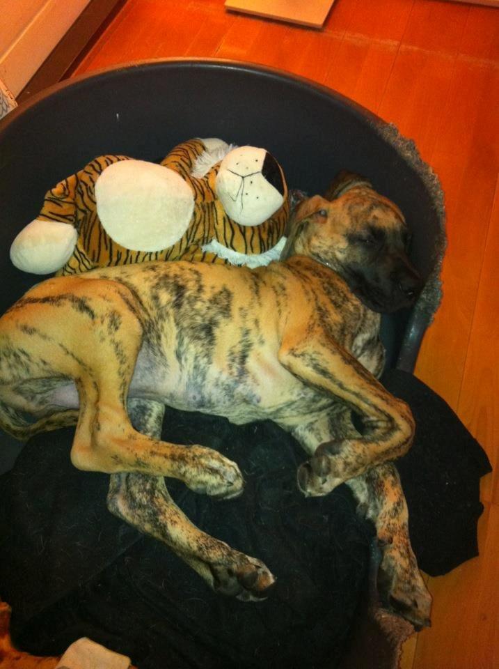 Grand danois Kaos - Kaos ca 3½ mdr billede 7