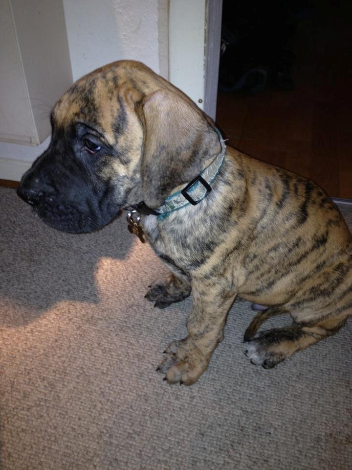 Grand danois Kaos - Kaos 8 uger og er netop ankommet i sit nye hjem billede 5