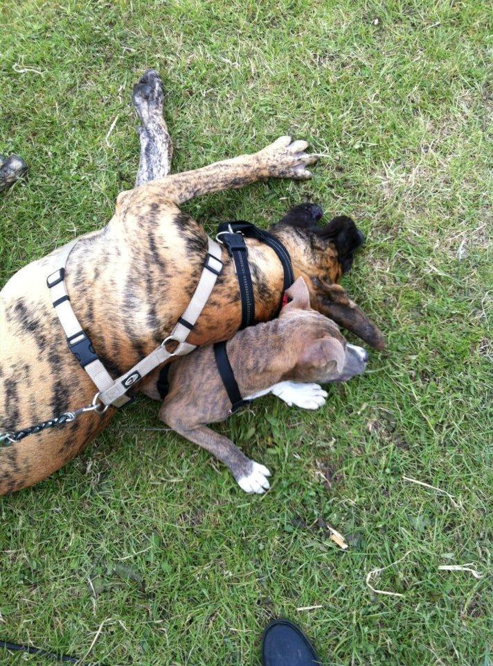 Grand danois Kaos - Kaos ca 6 mdr billede 17