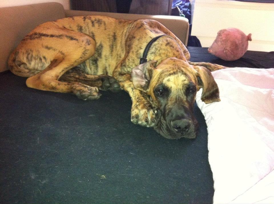 Grand danois Kaos - Kaos ca 6 mdr billede 18