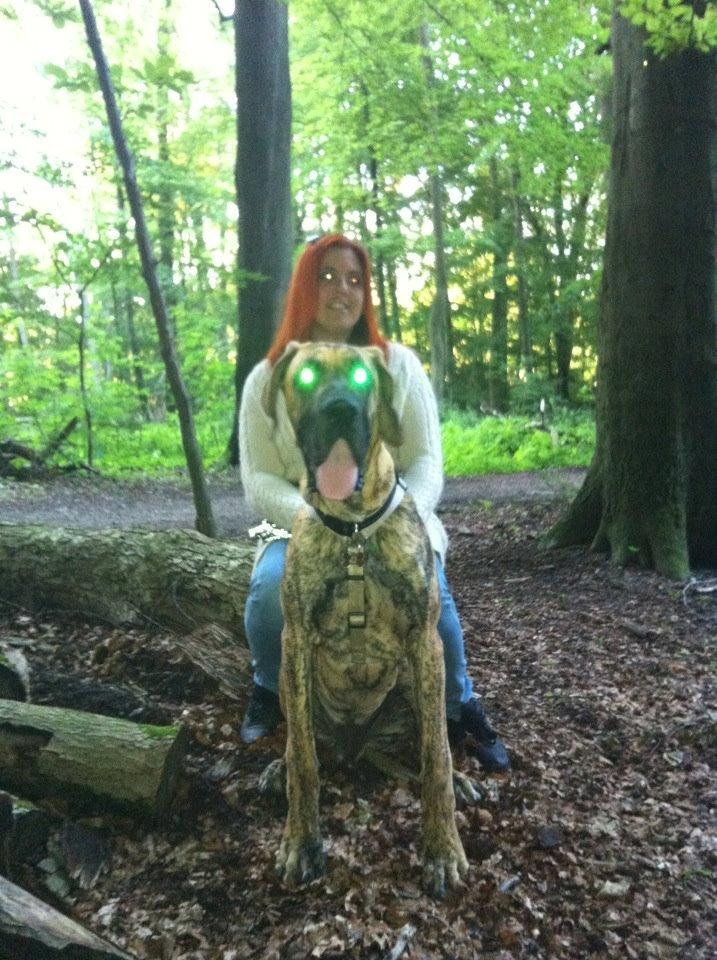 Grand danois Kaos - Kaos ca. 7½ mdr billede 19