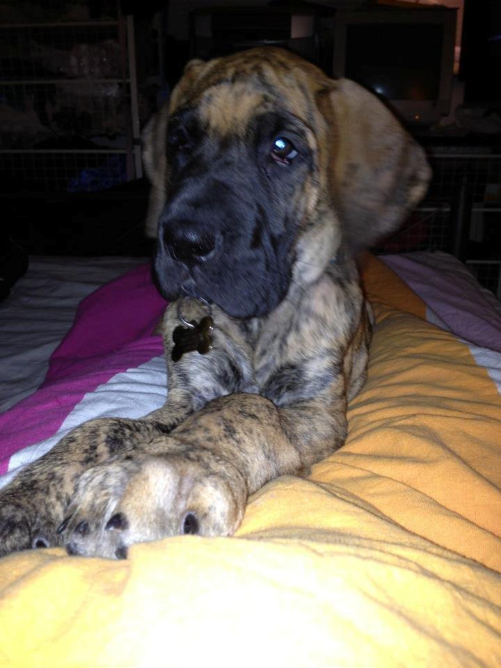 Grand danois Kaos - Kaos ca 4 mdr billede 9