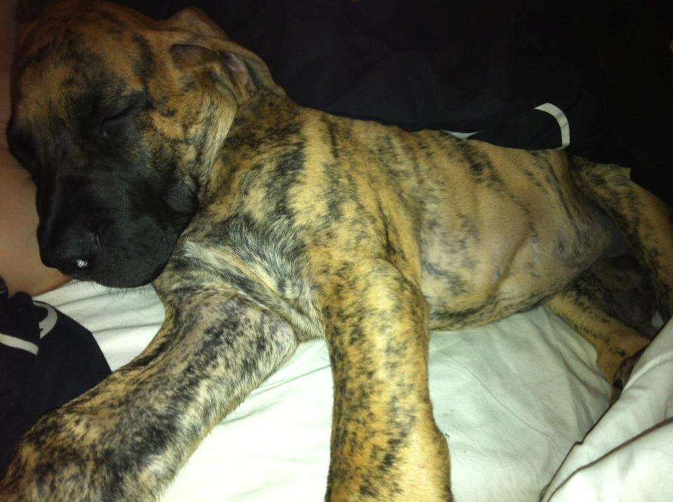 Grand danois Kaos - Kaos ca 3 mdr billede 6