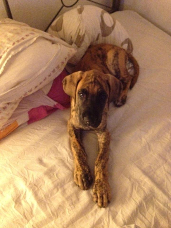 Grand danois Kaos - Kaos ca 4 mdr billede 10