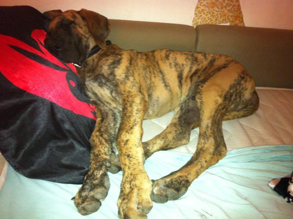 Grand danois Kaos - Kaos ca 5 mdr billede 13