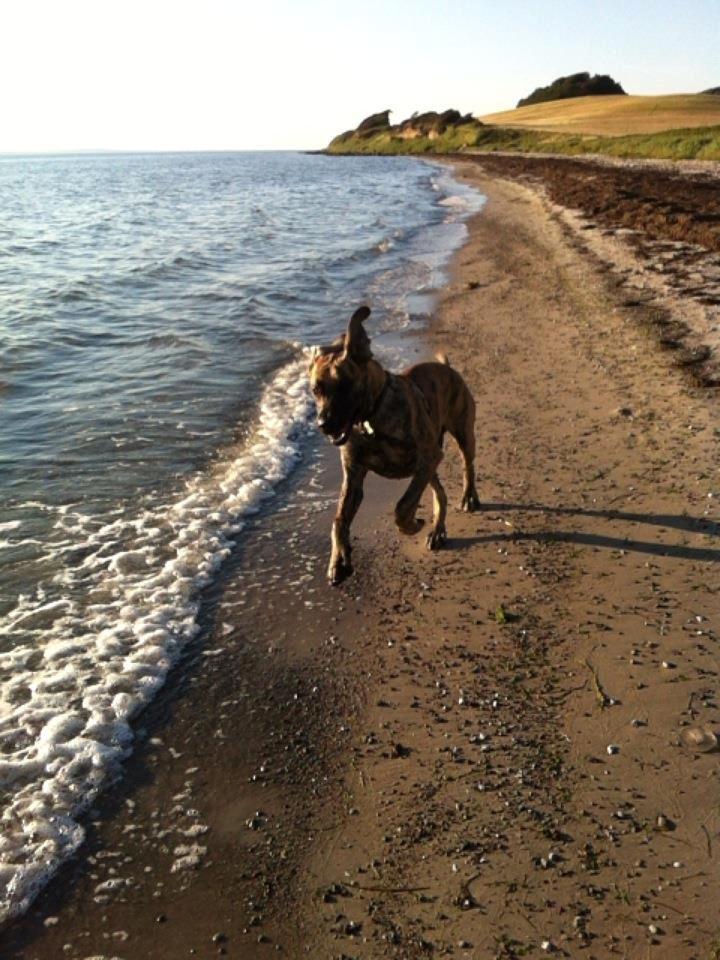 Grand danois Kaos - Kaos ca 7 mdr billede 20