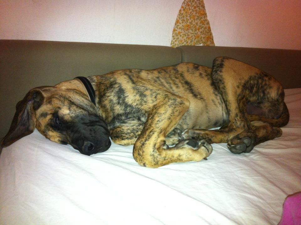 Grand danois Kaos - Kaos ca 5 mdr billede 12