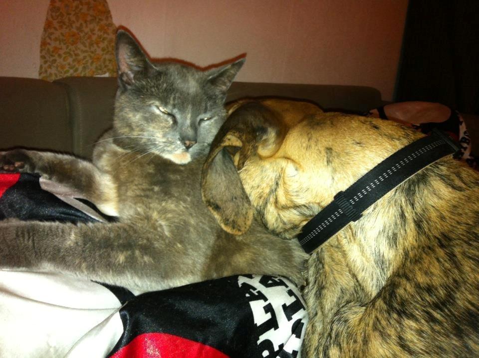 Grand danois Kaos - Kaos ca 5 mdr billede 11