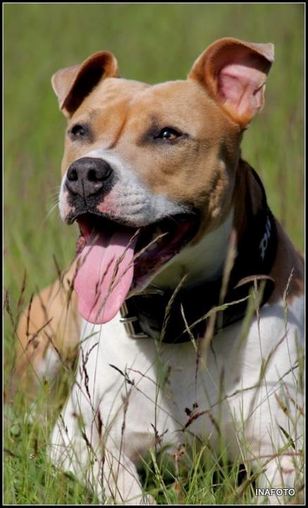 Blanding af racer aya(amstaff/ambull) - 17/9 2012 billede 2
