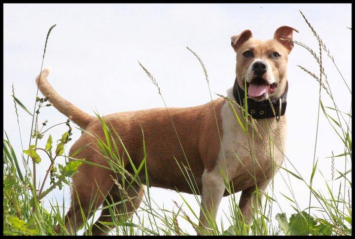 Blanding af racer aya(amstaff/ambull) billede 3