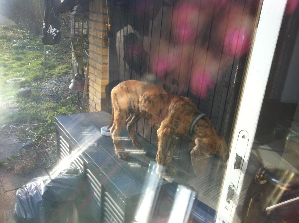 Grand danois Kaos - Kaos som Bjergged - 3½ mdr. billede 8