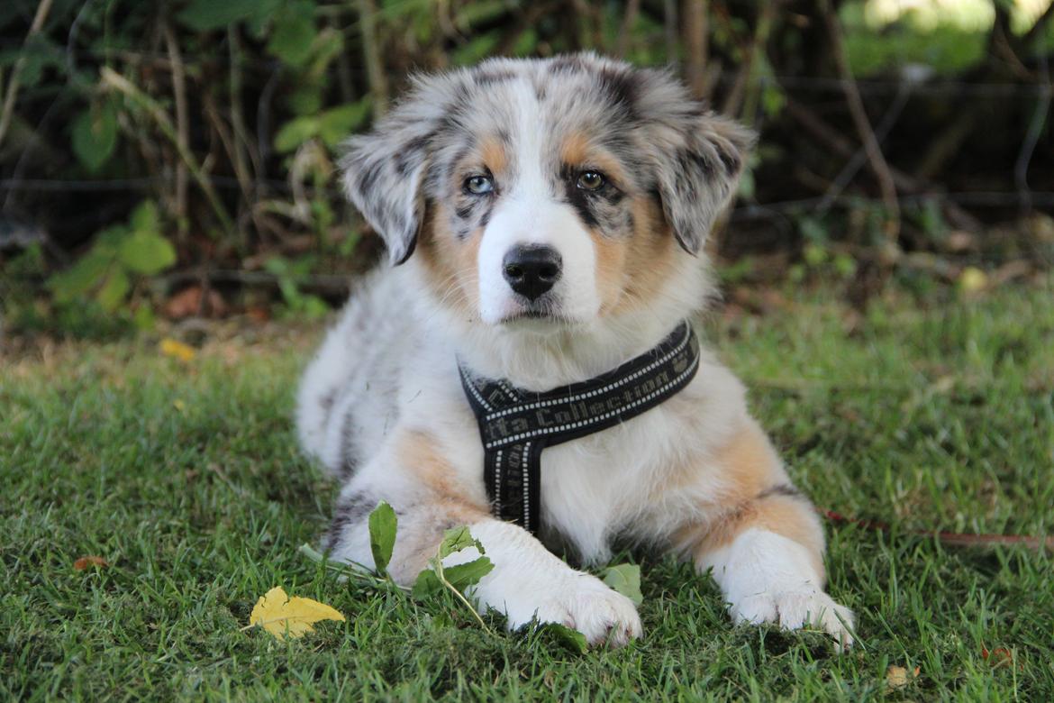 Australian shepherd Godrumgaard´s Cortina (Tidl. Hund) billede 2