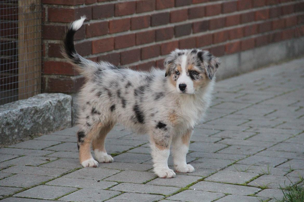 Australian shepherd Godrumgaard´s Cortina (Tidl. Hund) billede 16