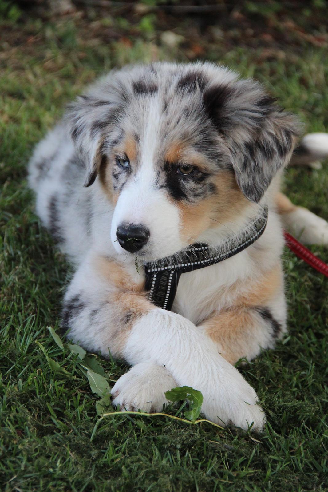 Australian shepherd Godrumgaard´s Cortina (Tidl. Hund) billede 17