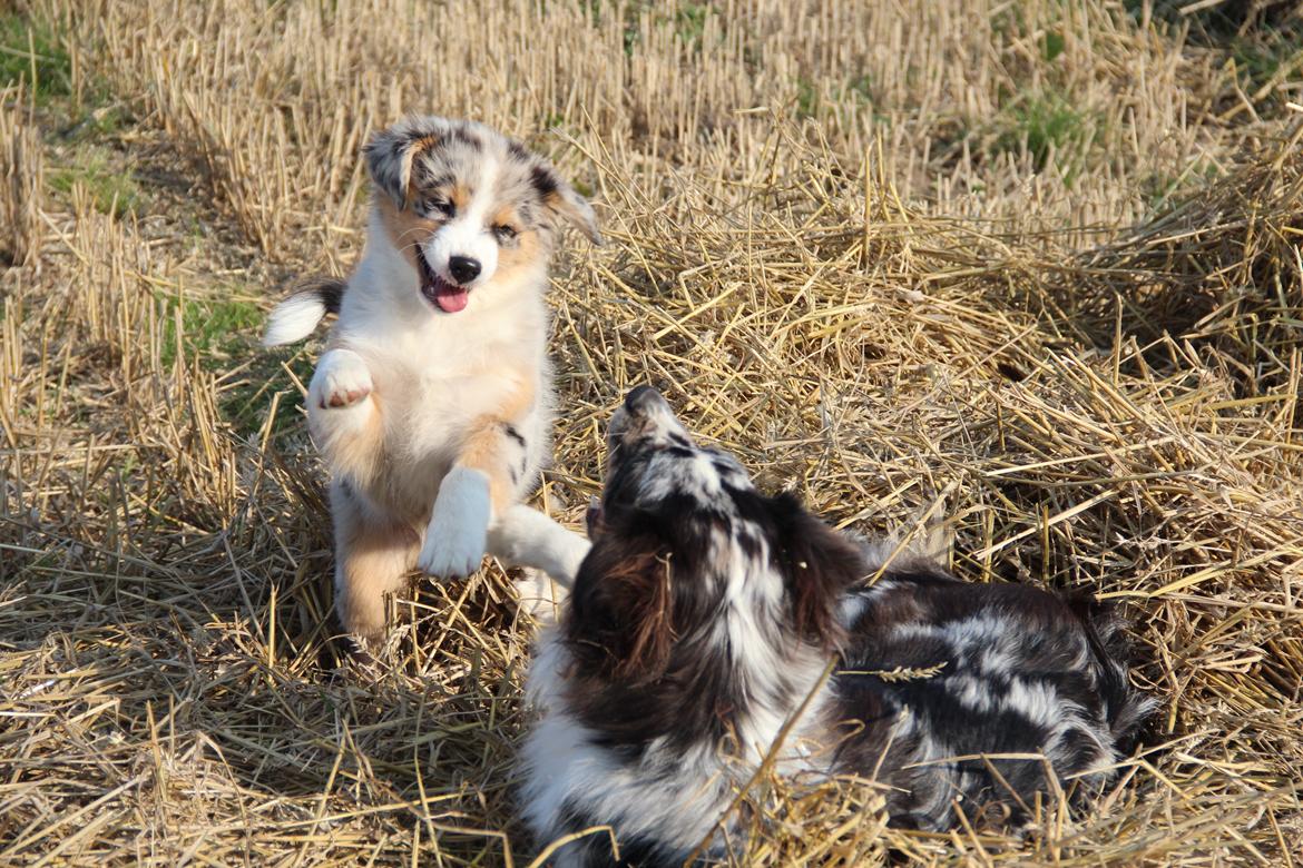 Australian shepherd Godrumgaard´s Cortina (Tidl. Hund) billede 18