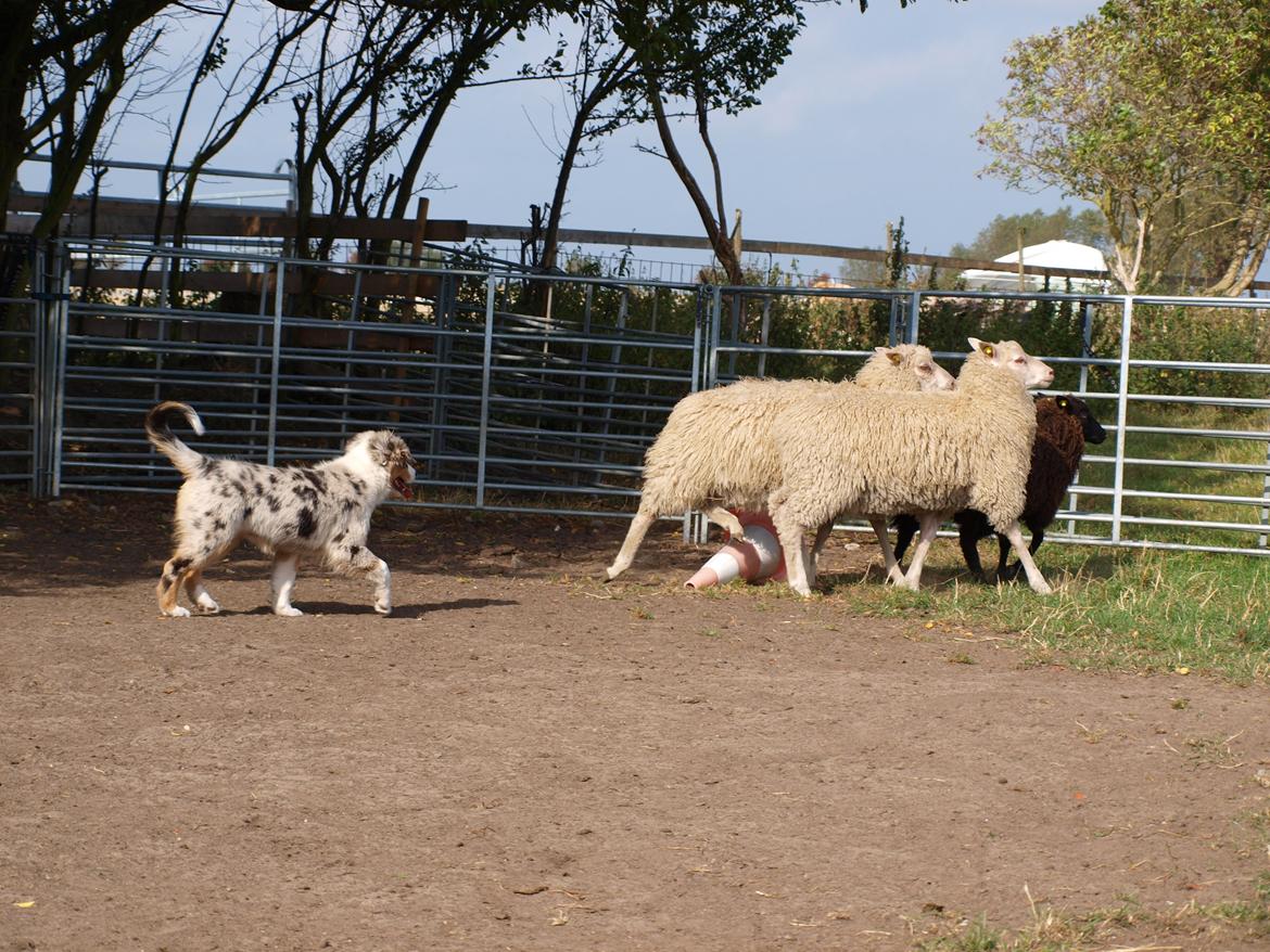 Australian shepherd Godrumgaard´s Cortina (Tidl. Hund) billede 19