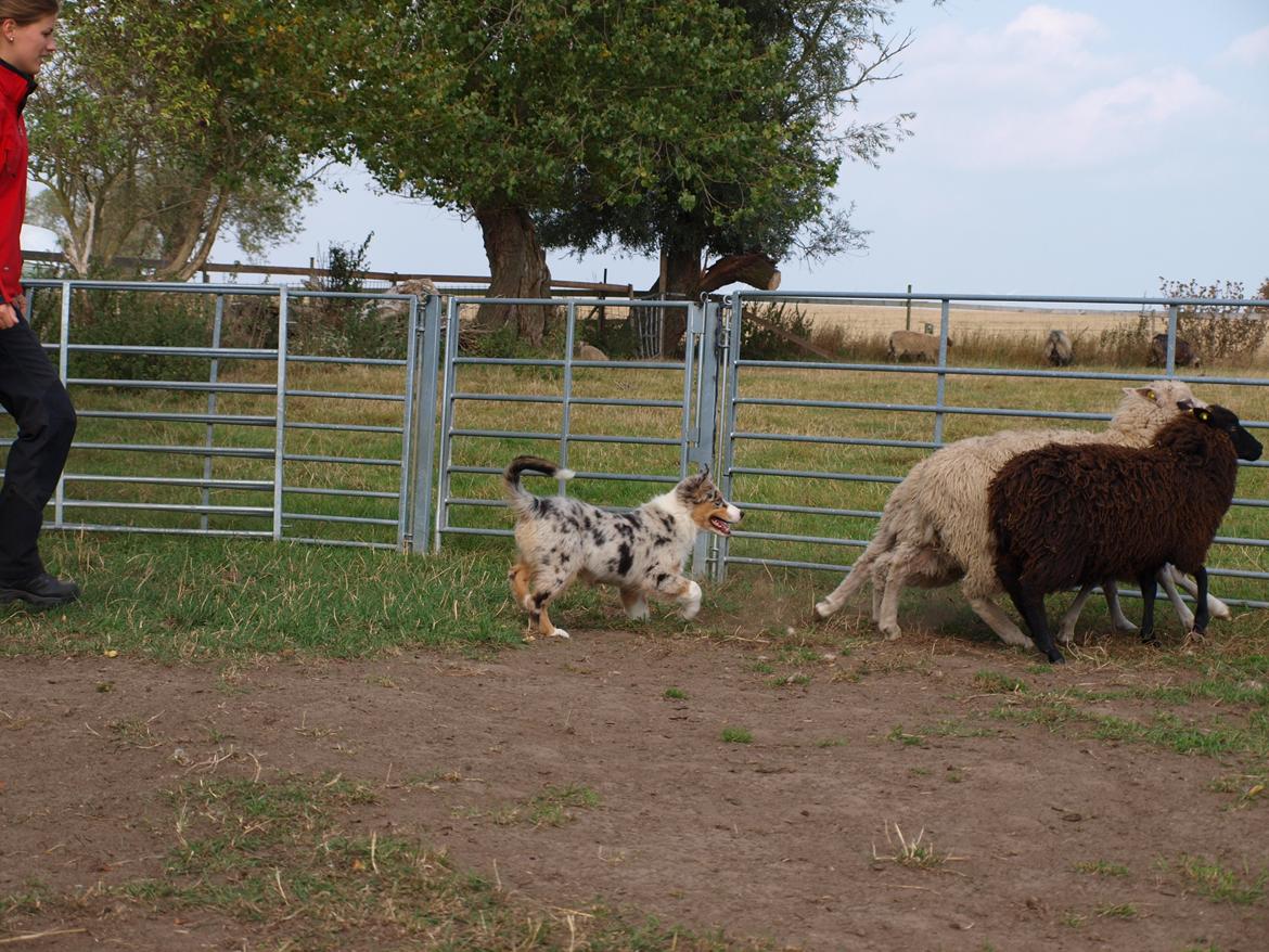 Australian shepherd Godrumgaard´s Cortina (Tidl. Hund) billede 20