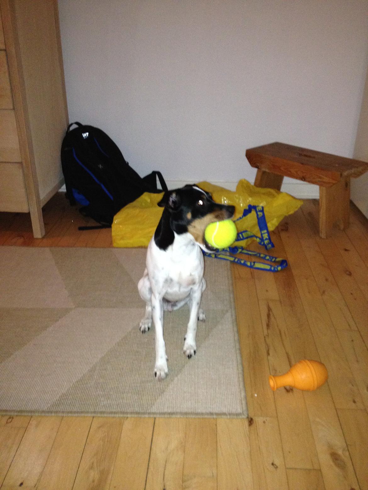 Dansk svensk gaardhund Rose billede 12