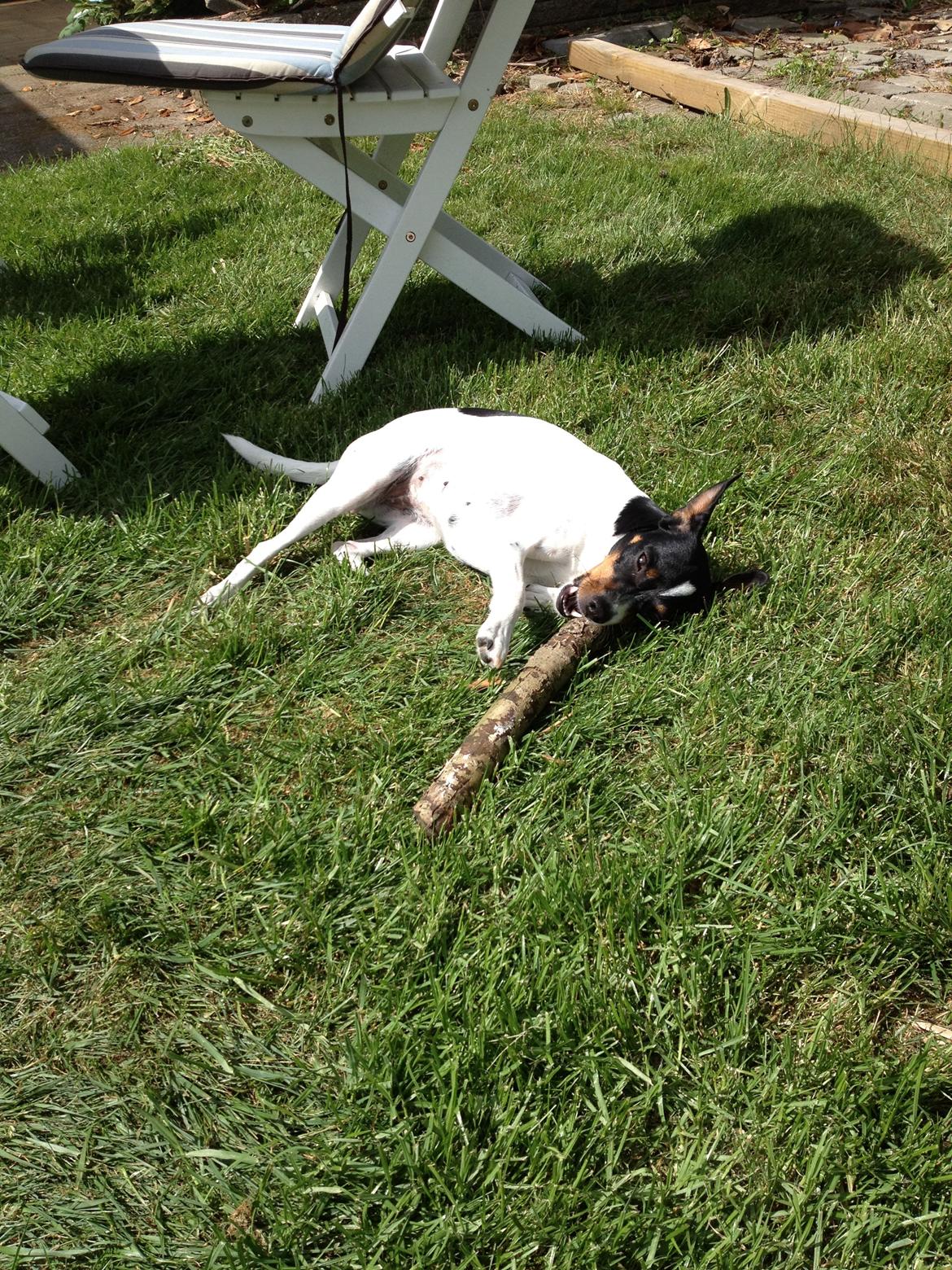 Dansk svensk gaardhund Rose billede 13