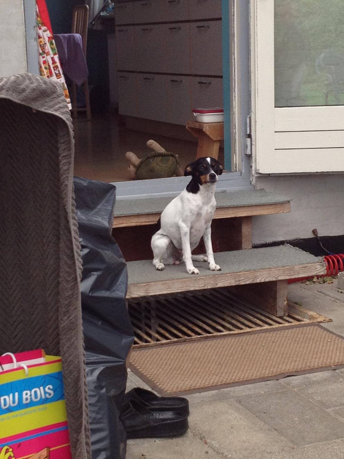 Dansk svensk gaardhund Rose - Øv jeg måtte ikke få skildpadden med ud :( billede 14