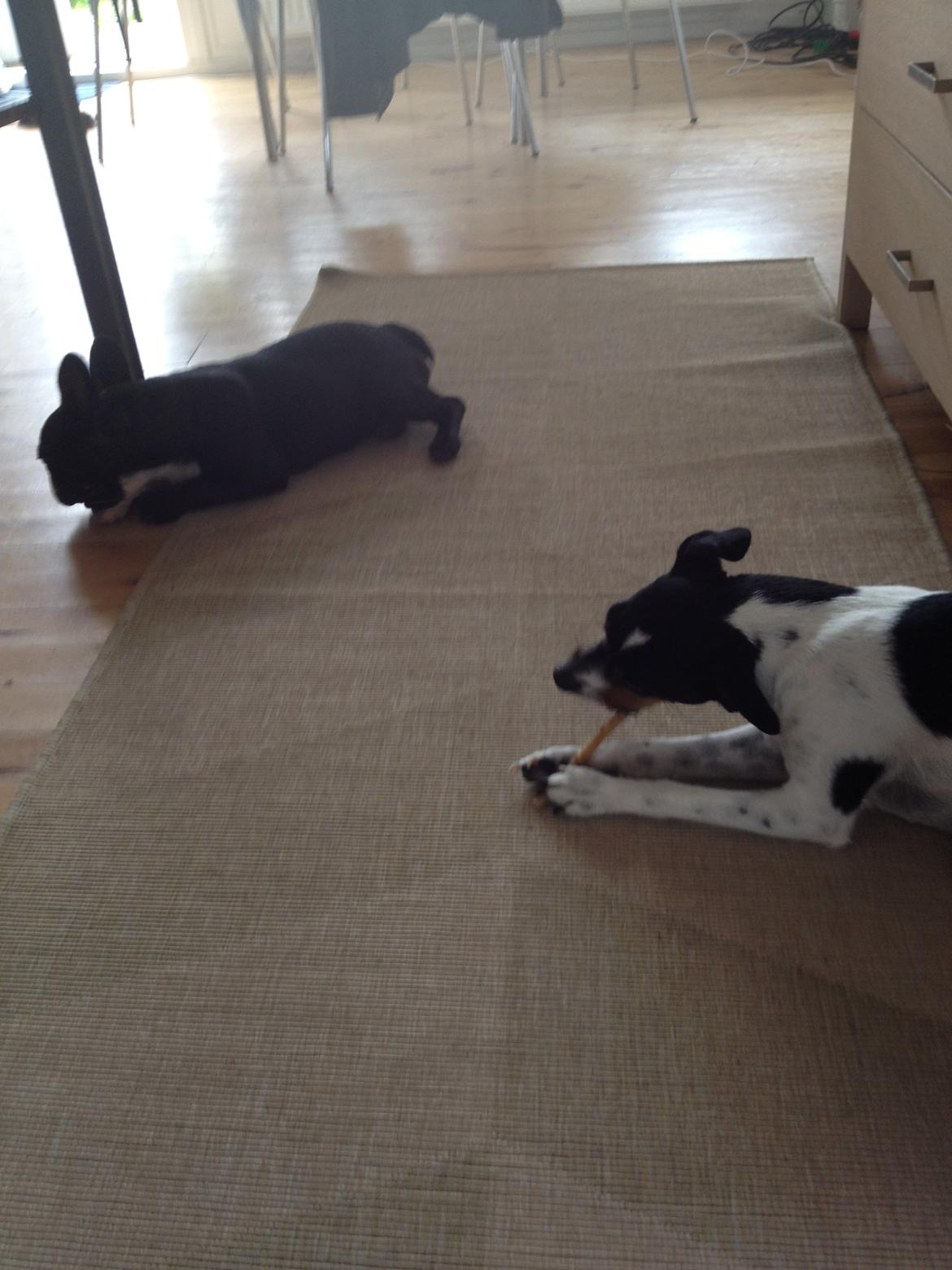 Dansk svensk gaardhund Rose billede 15