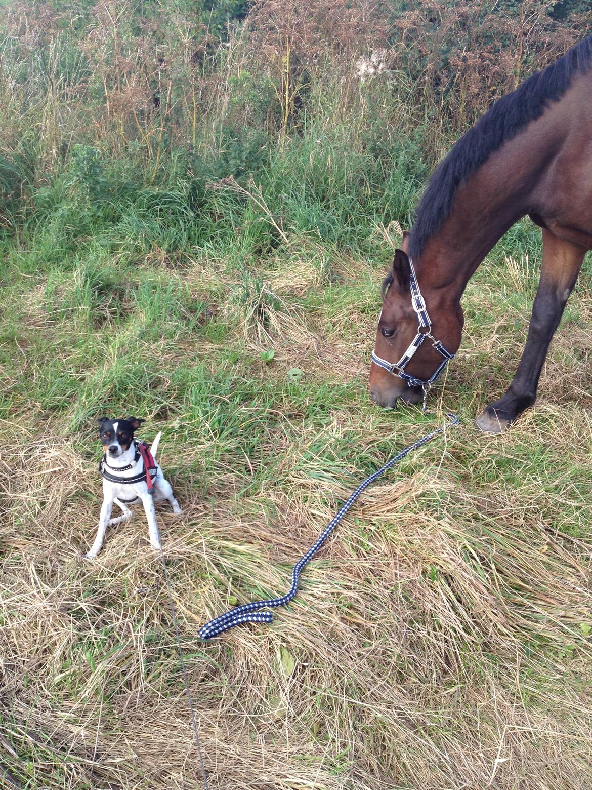 Dansk svensk gaardhund Rose - Morgengåtur med hesten og hunden :) billede 16