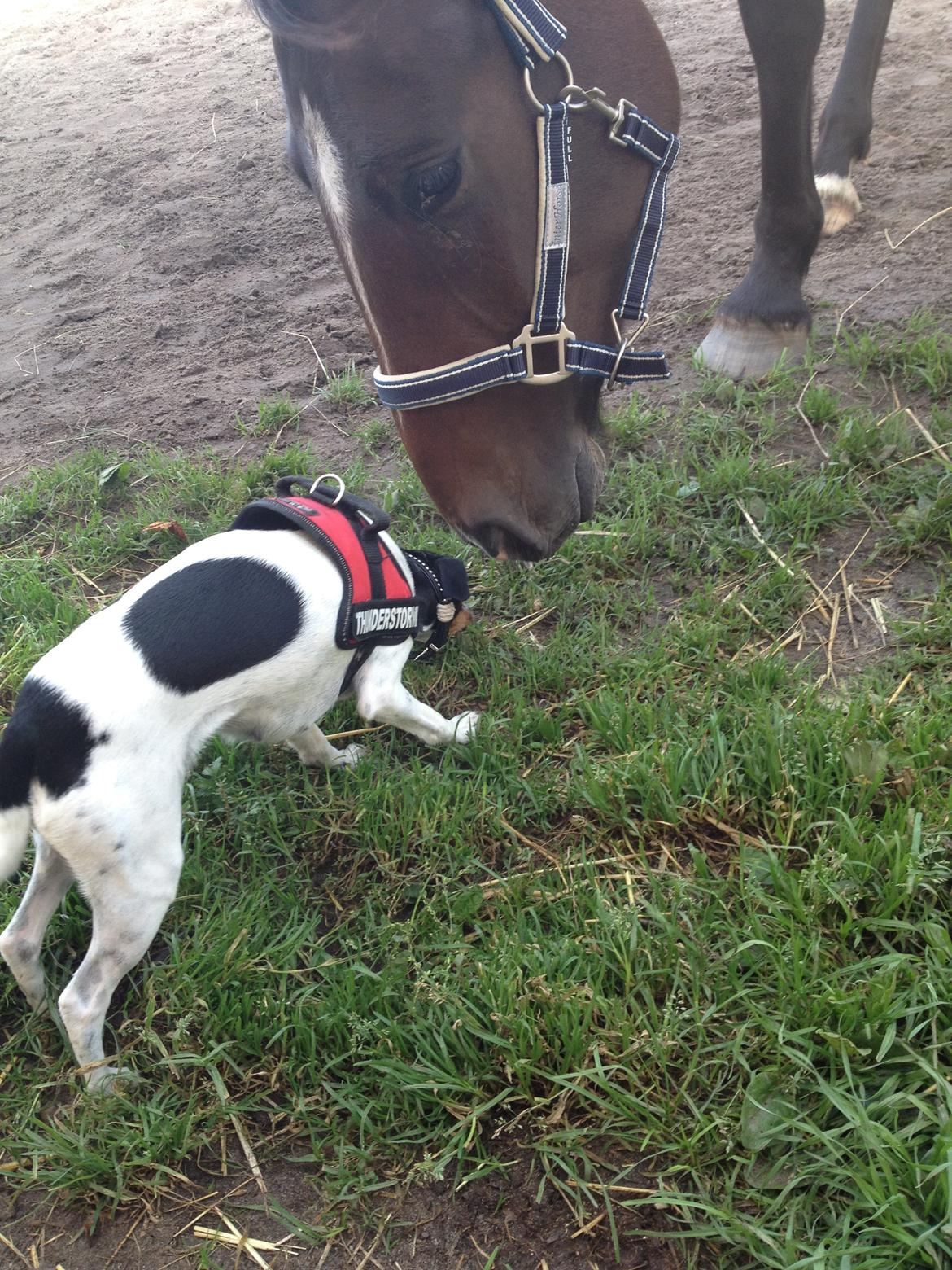 Dansk svensk gaardhund Rose - Uuh det er lidt farligt :P billede 17
