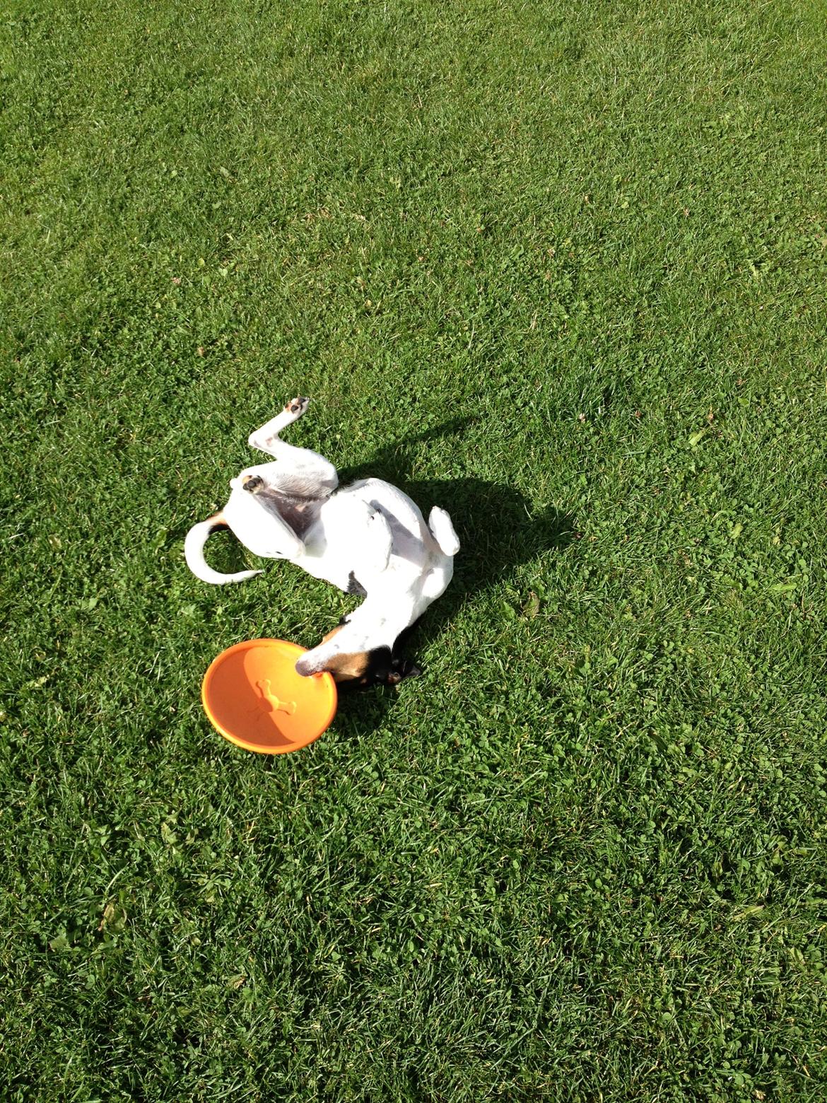 Dansk svensk gaardhund Rose billede 18