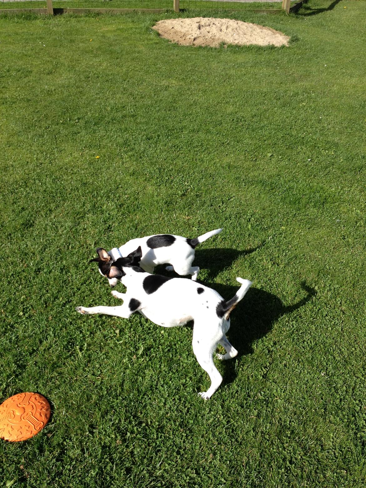 Dansk svensk gaardhund Rose billede 19