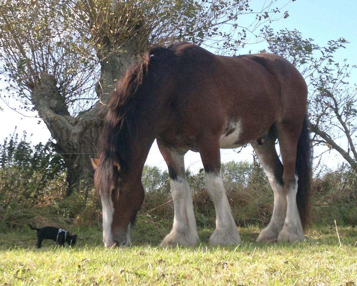 Blanding af racer Hr. Jensen  jack russel - Jensen og Joe 20cm og 196cm, bedste venner : ) billede 3