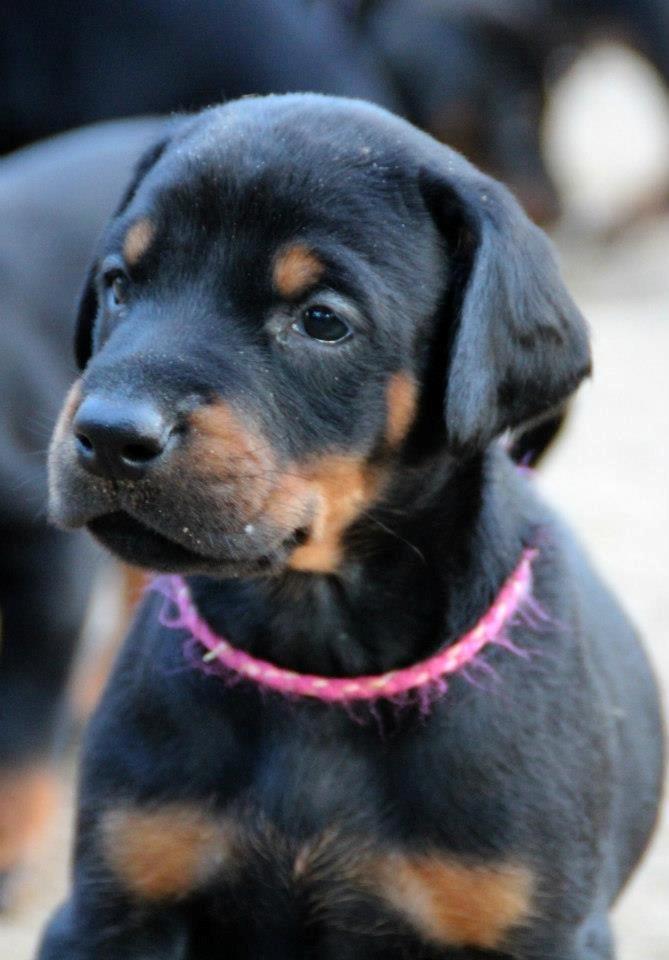 Dobermann Proud Danish Eye Of French Kiss - Billede taget af Kristine W. Genning billede 27