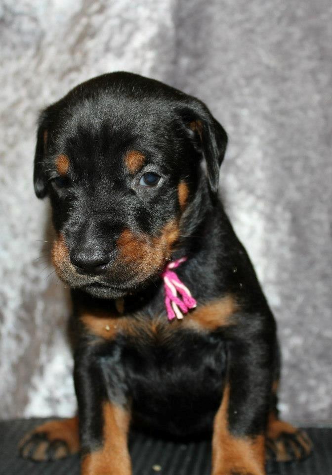 Dobermann Proud Danish Eye Of French Kiss - Billede taget af Kristine W. Genning billede 28