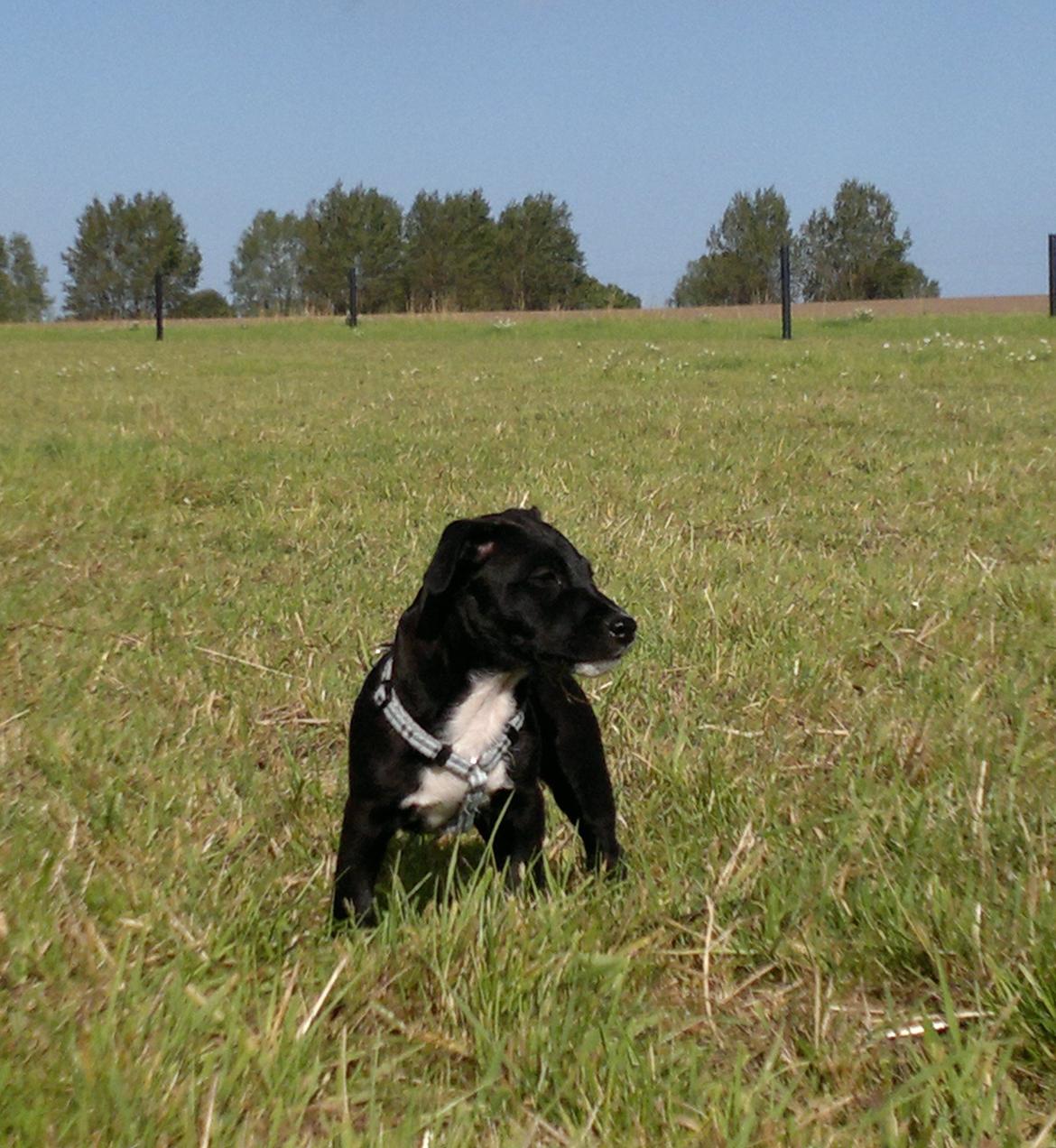 Blanding af racer Hr. Jensen  jack russel billede 12