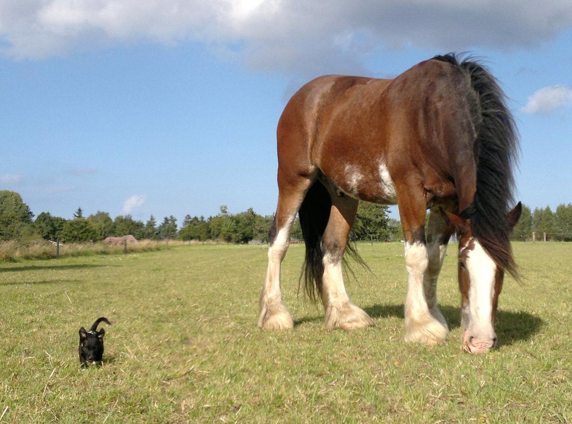 Blanding af racer Hr. Jensen  jack russel - hr. Jensen 11 uger 20 cm. Og hans nye ven John little 196cm og 1022kg. Jensen tror dog han er STØRST : ) billede 2