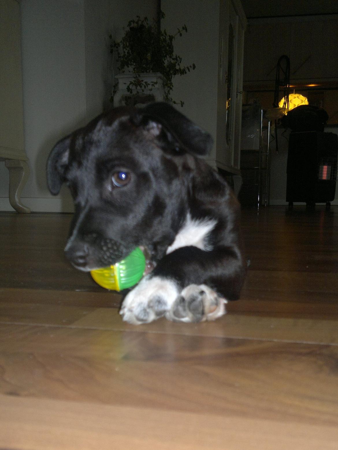 Blanding af racer Hr. Jensen  jack russel billede 13