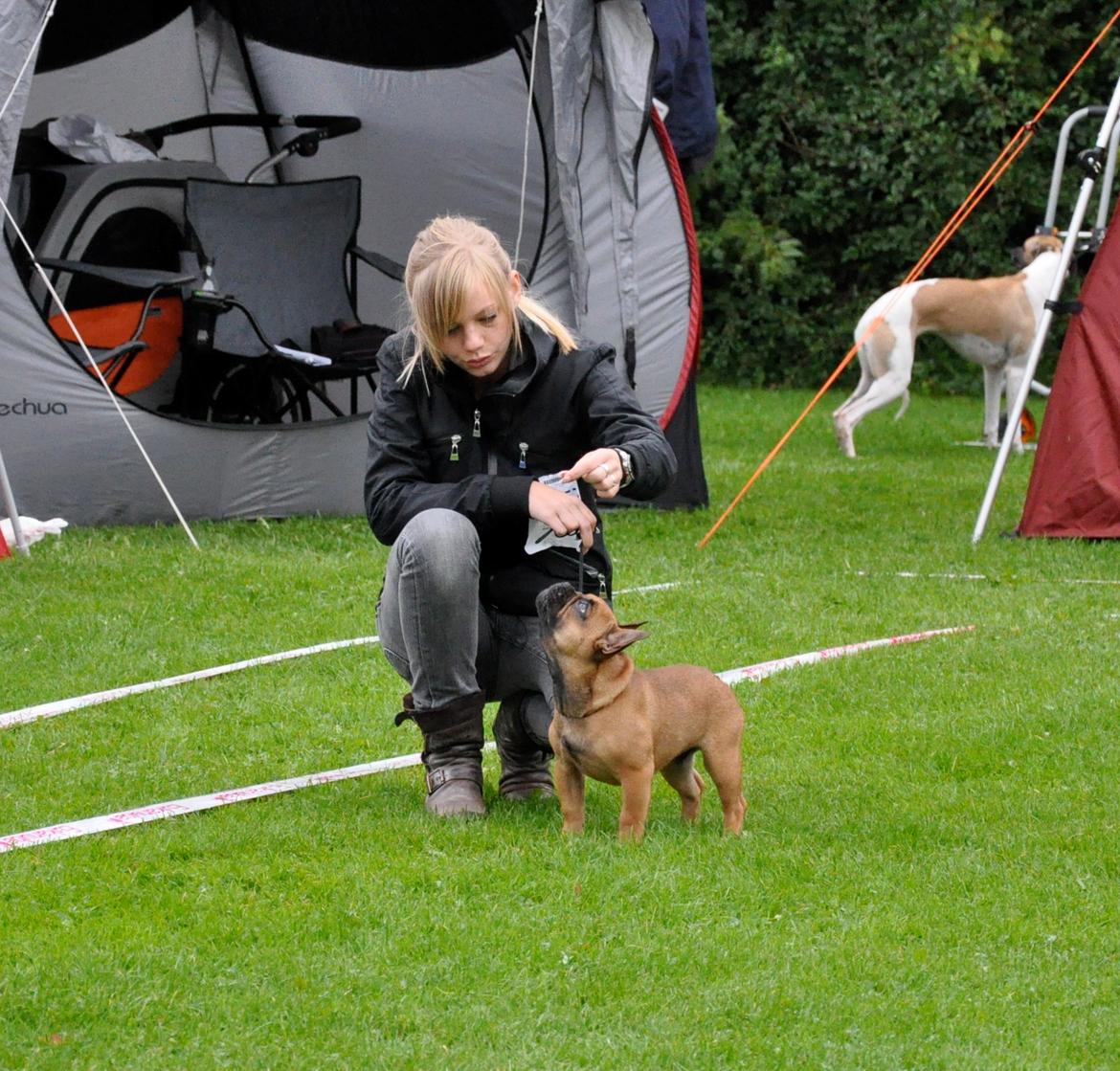 Fransk bulldog Joey - DKK udstilling i Vejen - 20 uger billede 13