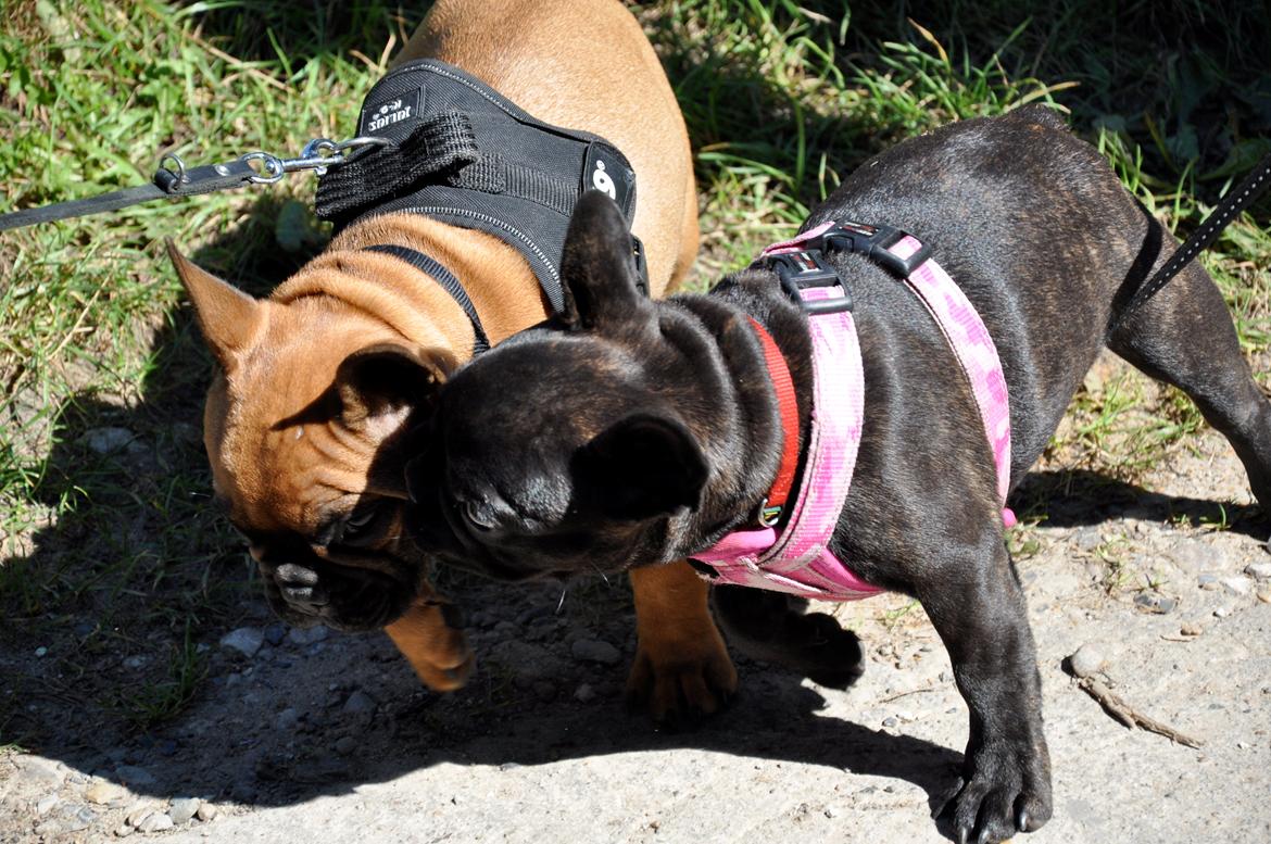 Fransk bulldog Joey - 15 uger - med søster Ida :-) billede 15