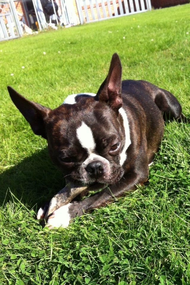 Boston terrier Milo - Mmm det smager dejligt..:) billede 13