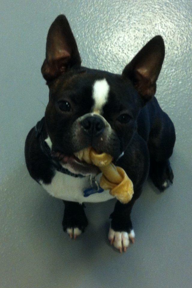Boston terrier Milo - Se mor, hvad jeg har fået..:) billede 14