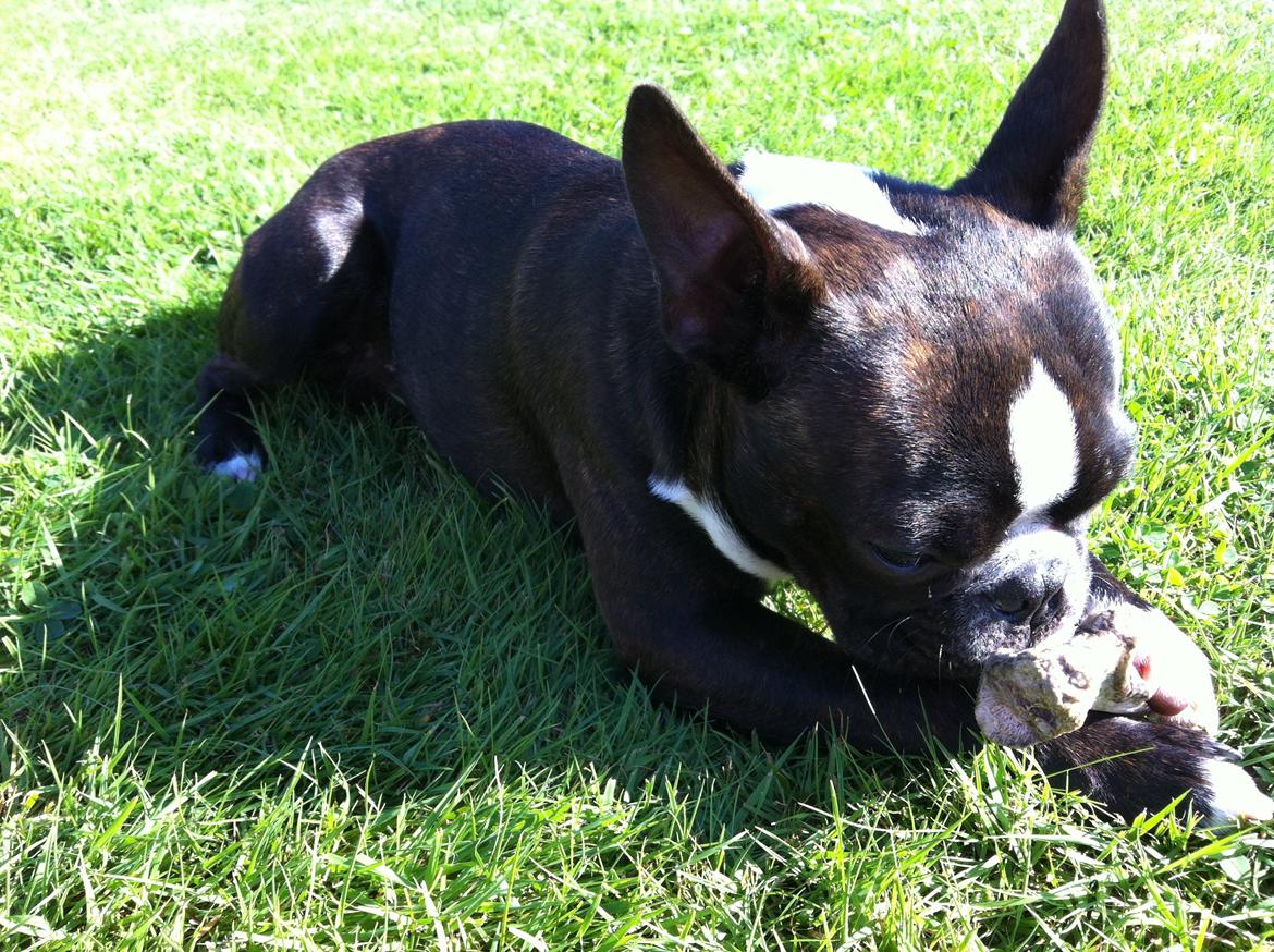 Boston terrier Milo - Mmm smager altså stadig godt..:) billede 15