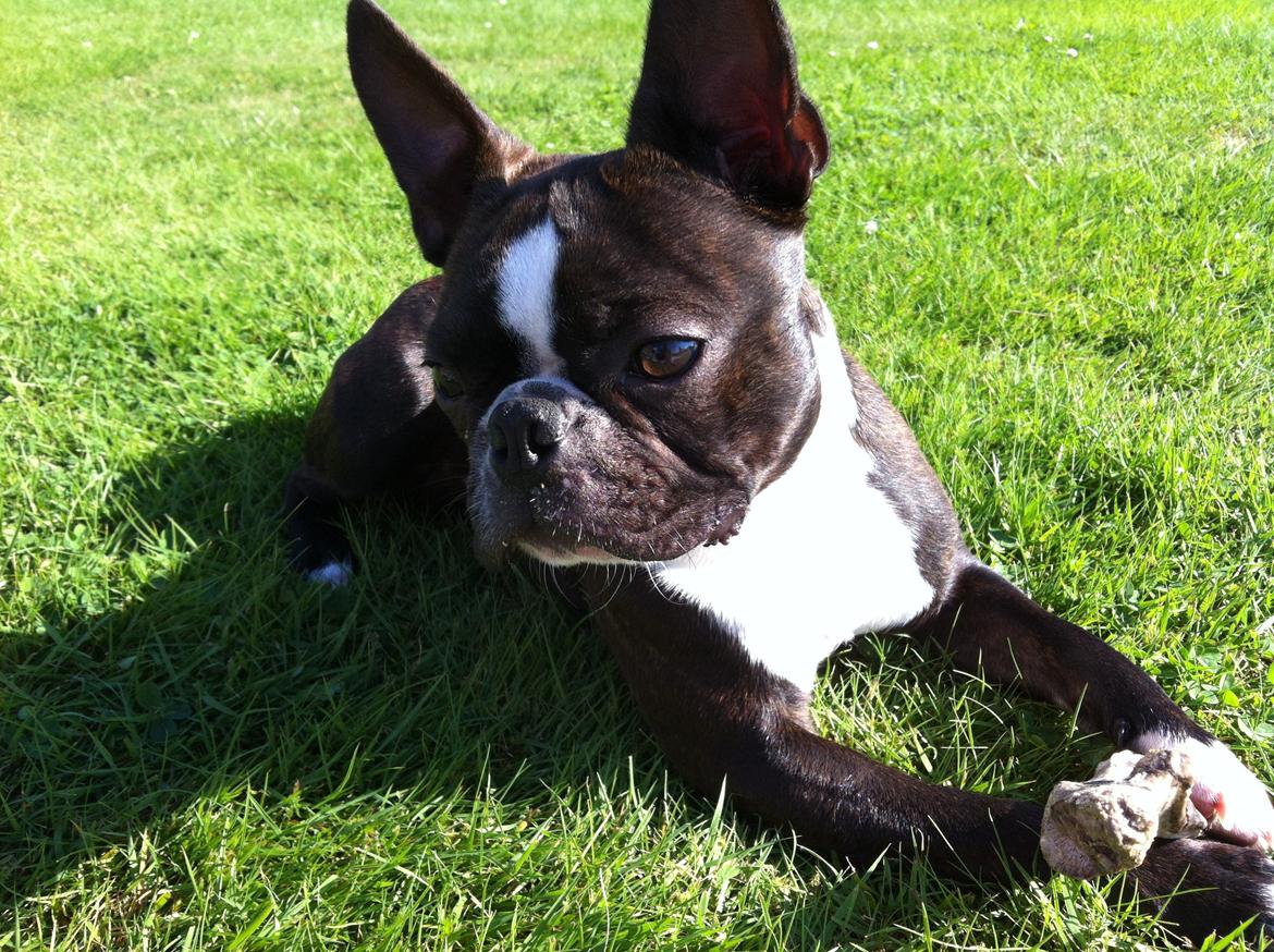 Boston terrier Milo - Hvad laver de der over, de larmer..:) billede 16